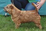 Dumb Animals Fruzsy | Norwich Terrier 