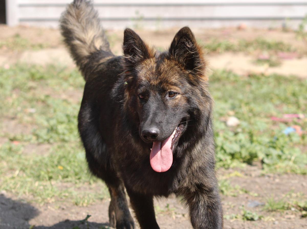 Wafshade’s Eternal Flame | German Shepherd Dog 