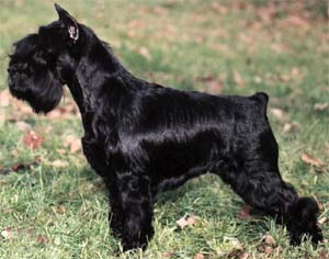 Vinessa van de Havenstad | Miniature Schnauzer 