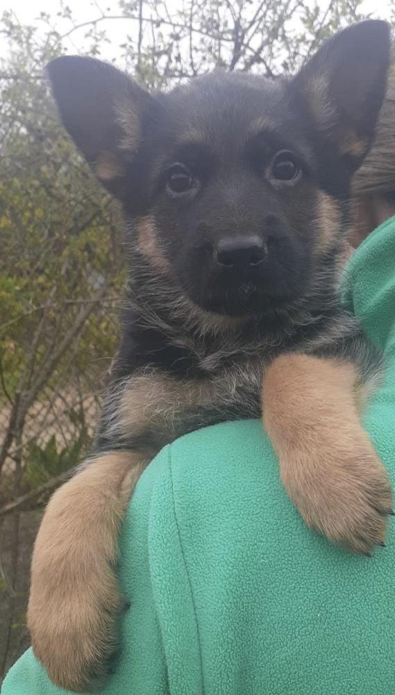 YAMAHA Stolzes Tier aus Weier Stadt | German Shepherd Dog 