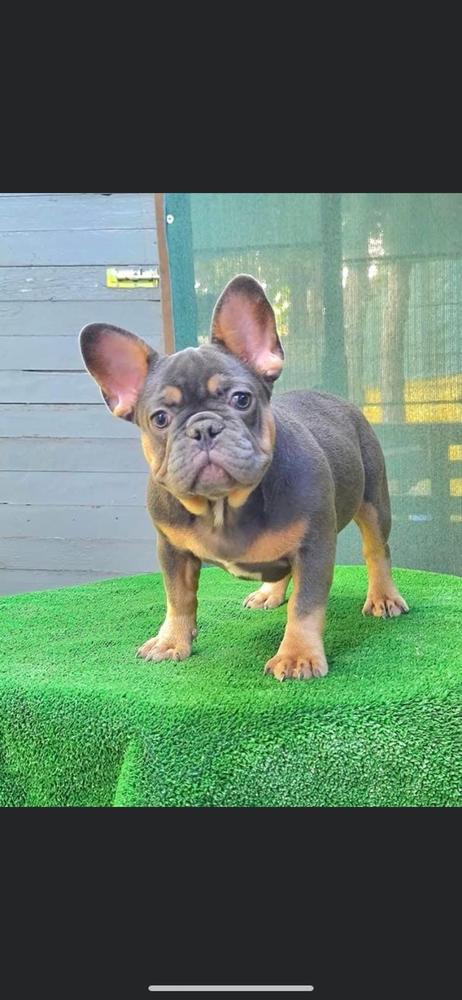 Alpin's Reina | French Bulldog 