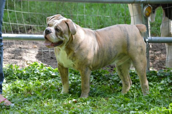 Salazar Bulldogge's Blue Tiger | Olde English Bulldogge 