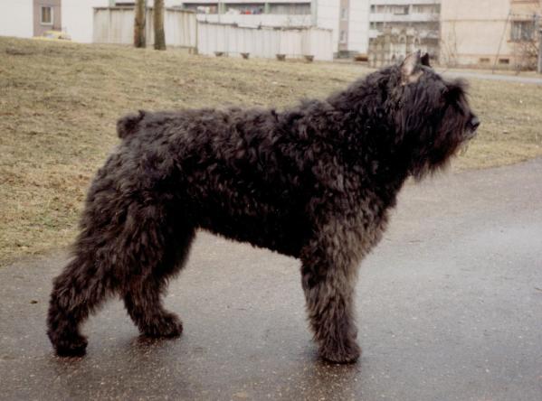 Aneta Gojan | Bouvier des Flandres 