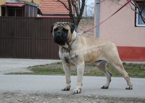 Mr.Goodcat Gamekeepers of Wuthering Hights | Bullmastiff 