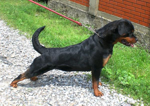 Victory betelgeze alpha | Rottweiler 