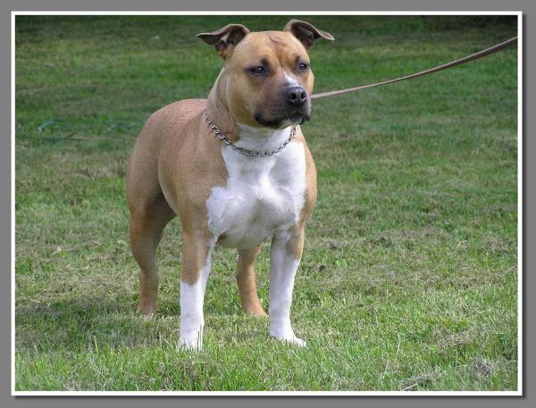Debbie Jopar | American Staffordshire Terrier 