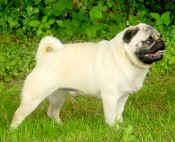 razorback de macry-sala | Pug 