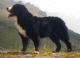 Janis V. Barnerhof | Bernese Mountain Dog 