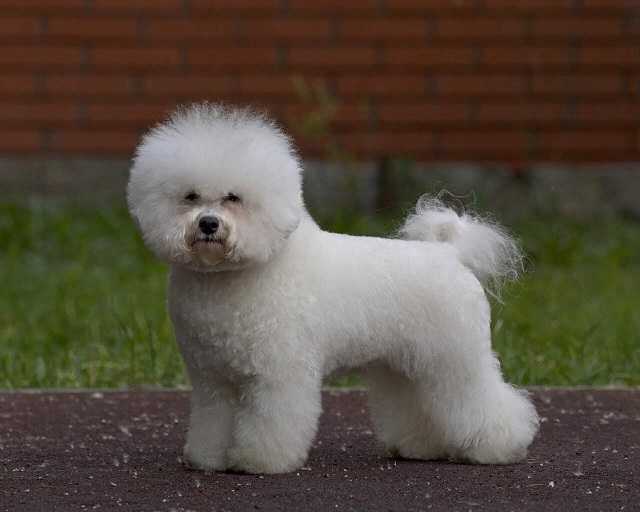 Niveous Veil Taffi | Bichon Frise 