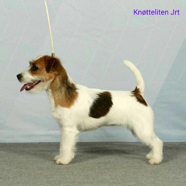 Knotteliten's Hypnotic Poison | Jack Russell Terrier 