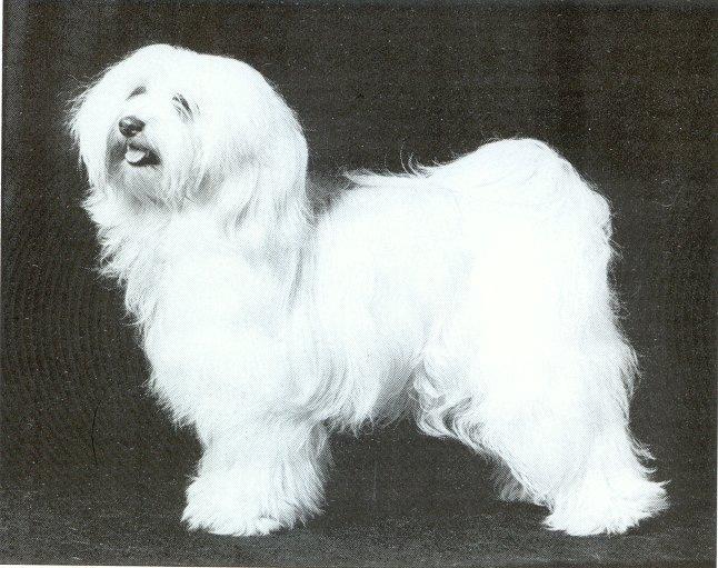 ALILAH VANITY FAYRE | Tibetan Terrier 