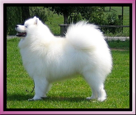 Silvertips Destind To B Witch | Samoyed 