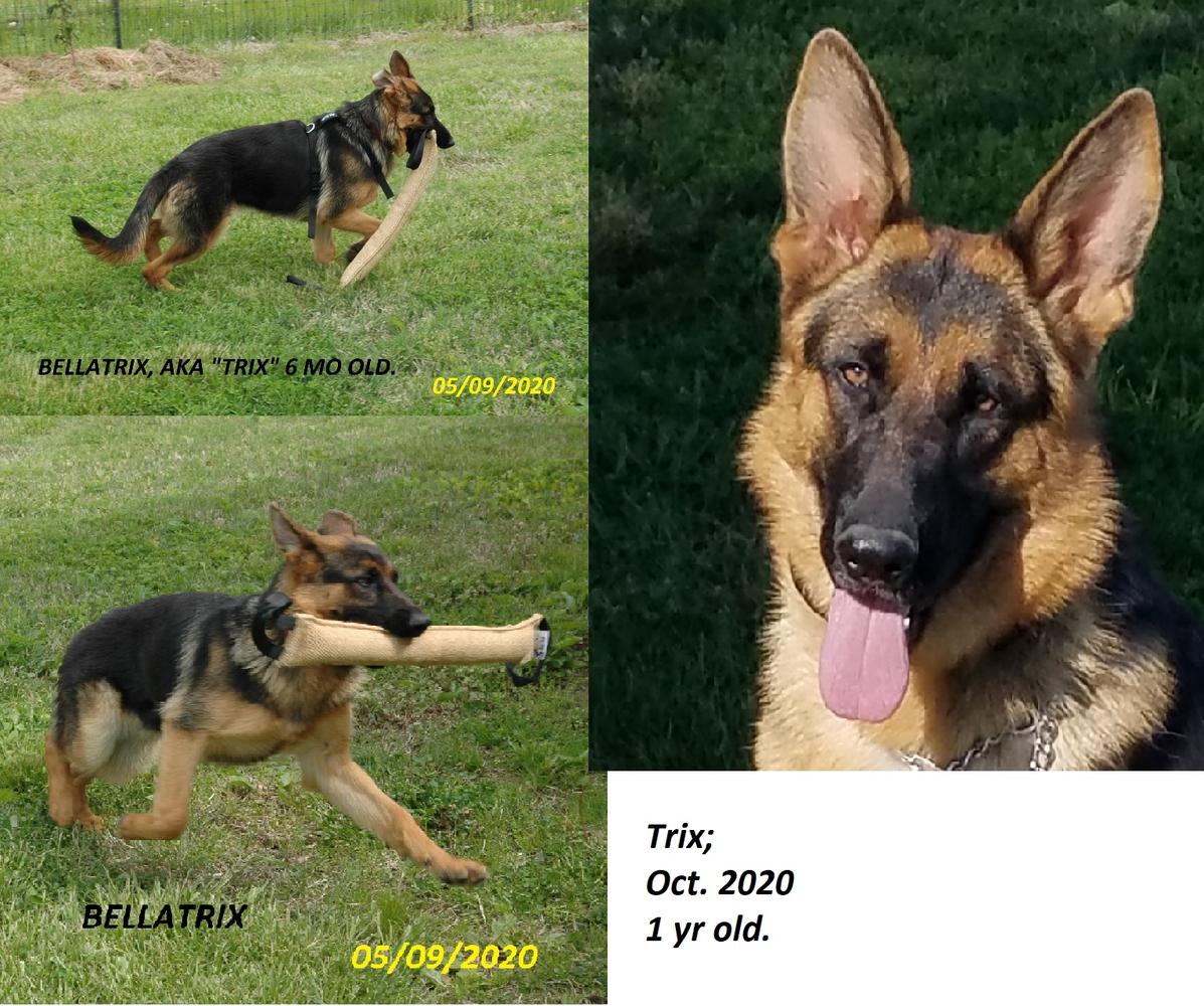 Bellatrix Vom Pfeilspitzen Land | German Shepherd Dog 