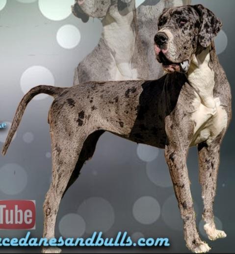 Mallard Lakes Debbie Of Southern Grace | Great Dane 