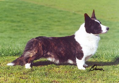 Copperleaf Burnt Spice | Cardigan Welsh Corgi 