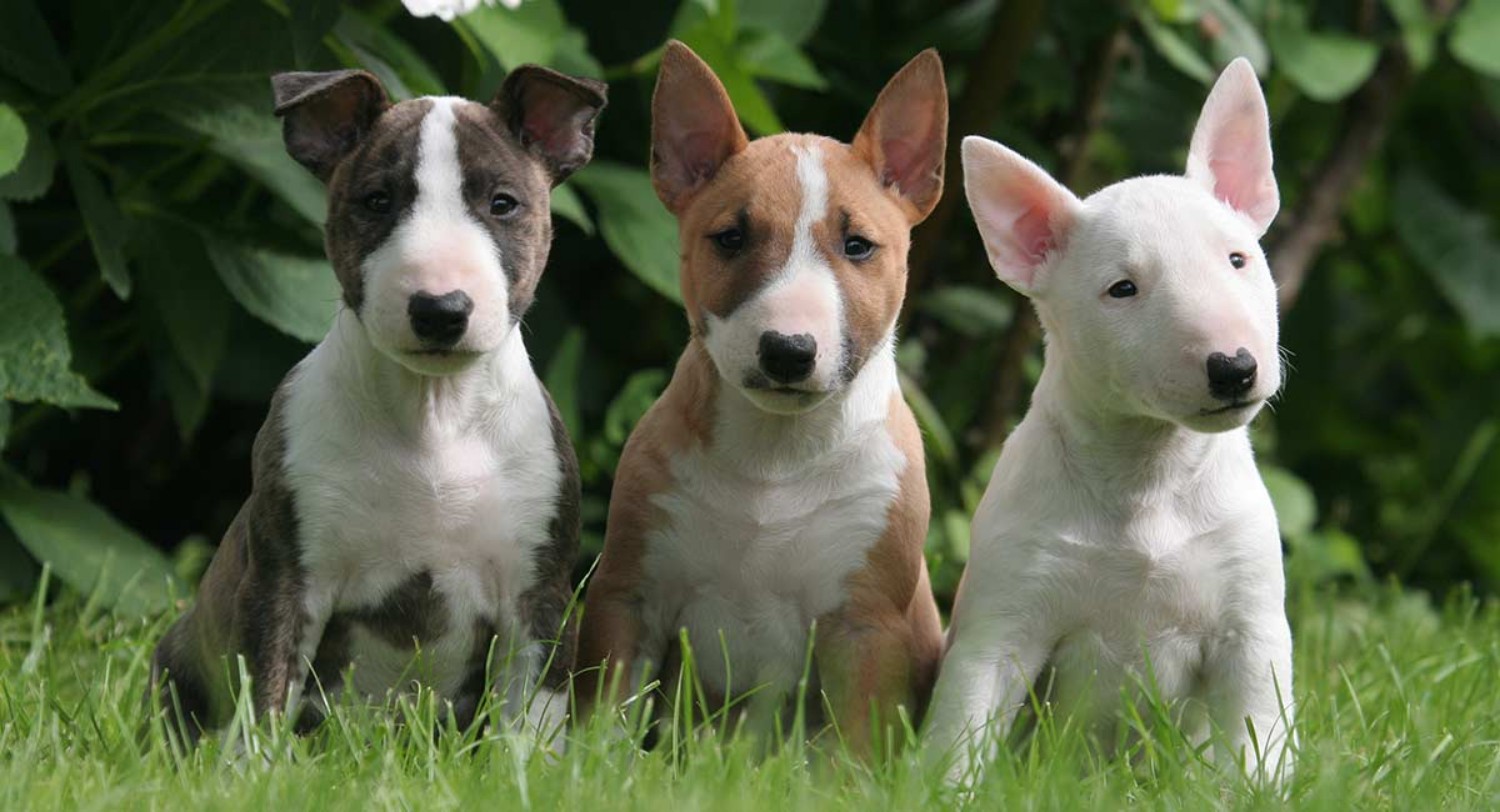 Bull Terrier