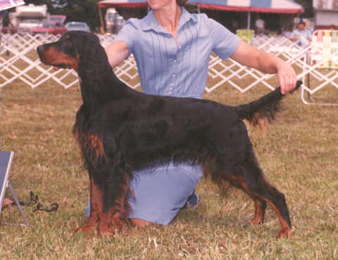 Tarbaby's Garland | Gordon Setter 