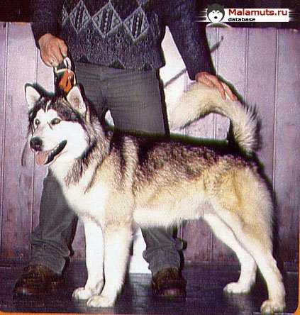 SKIF OT FILLIPOVOY | Alaskan Malamute 