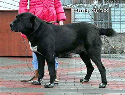 ????? | Central Asian Shepherd Dog 