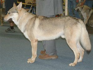 Tabor Passo Del Lupo | Czechoslovakian Wolfdog 