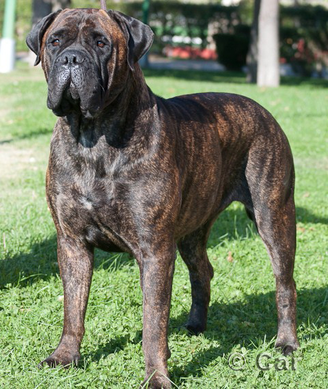 Valangels zalamera | Bullmastiff 