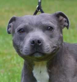 Blue Rosy In Snow | Staffordshire Bull Terrier 