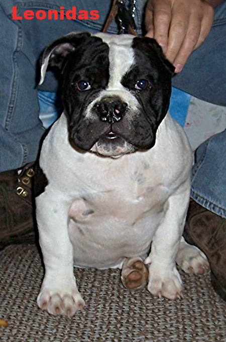 BuffaloCreek's Leonidas | Olde English Bulldogge 