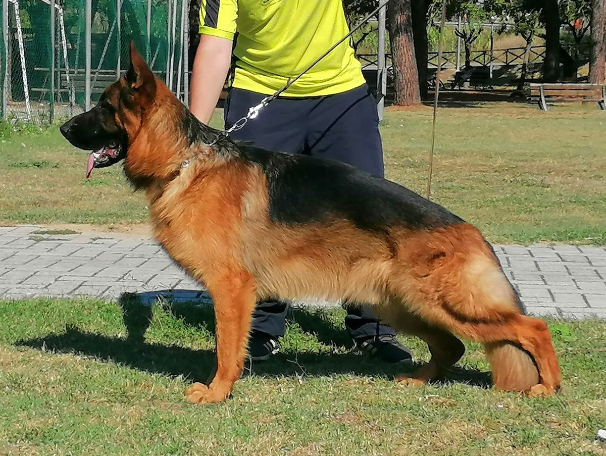 Vito dei Verdi Colli | German Shepherd Dog 