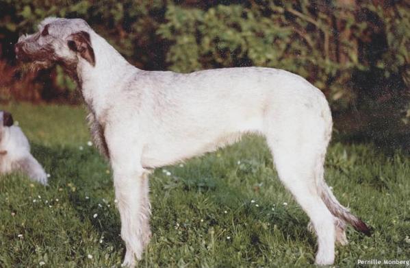 Wolfhouse Coyote | Irish Wolfhound 