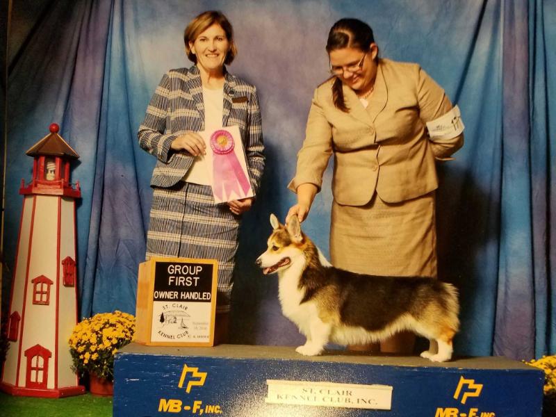 Brynlea Possibly Wired | Pembroke Welsh Corgi 