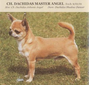 Dachida's Master Angel | Chihuahua 