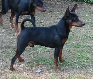 Humblepup Warlord | Miniature Pinscher 