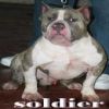 BLUE EDGE TOY SOLDIER | American Pit Bull Terrier 