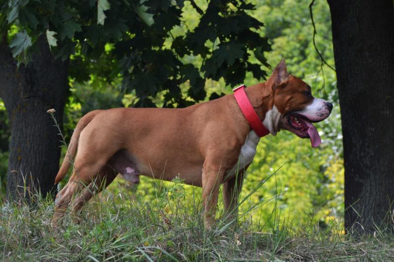 Lend Rover Feniks Ra | American Staffordshire Terrier 
