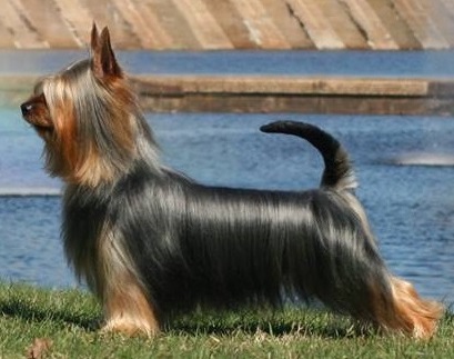 Revloch Curiosity in Cahoots | Silky Terrier 