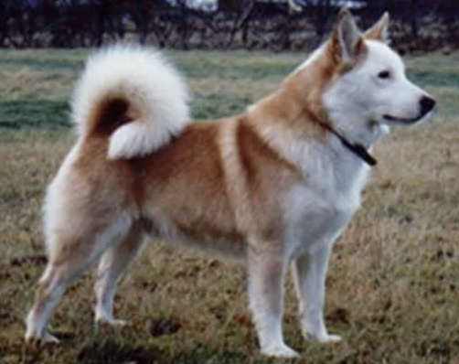 Sunnusteins- Canis | Icelandic Sheepdog 