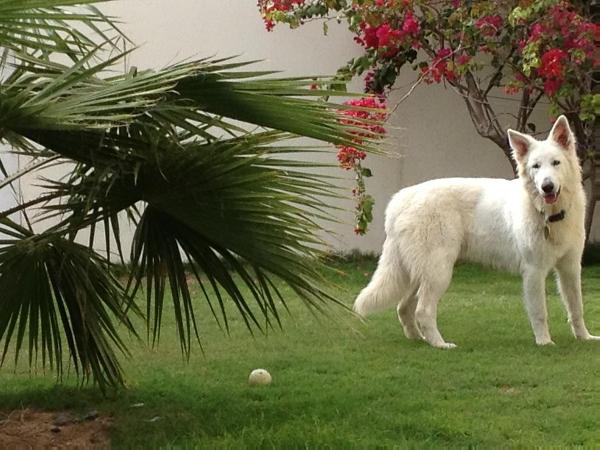 Zampa Di Aryakas Almost A Dream | White Swiss Shepherd Dog 