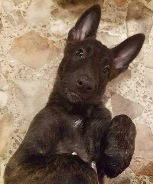 Hamton's take a chance Tika | Dutch Shepherd 