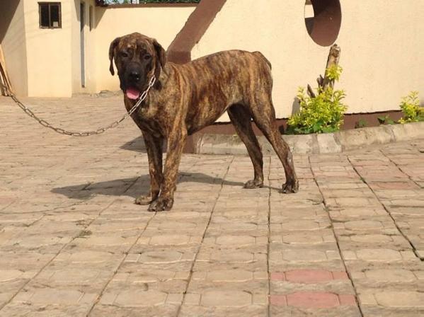 Crihata Lucky Dame | African Boerboel 