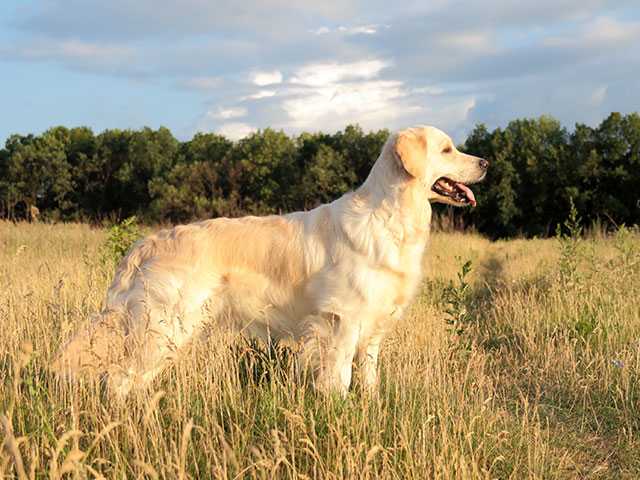 Fantasia de Invierno Elcontar el Eldamar | Golden Retriever 