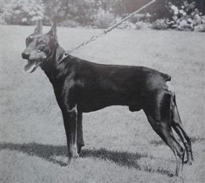 YMO von der Sidonienhohe | German Pinscher 