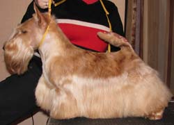 Lucia's Dream Sweet William | Scottish Terrier 