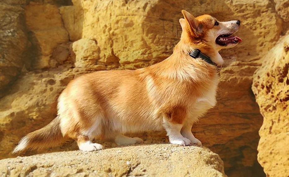 ALBION SOUL CHARM EXCELLENCE | Pembroke Welsh Corgi 