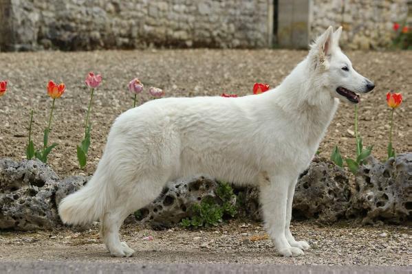 Iwell du Mont de Sène | White Swiss Shepherd Dog 