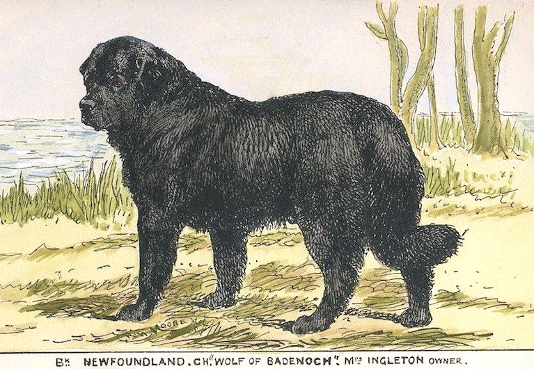 Wolf of Babenoch [Mrs Ingleton's] | Newfoundland 