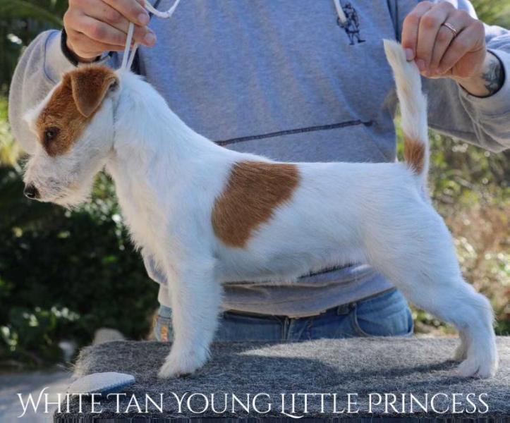 White Tan Young Little Princess | Jack Russell Terrier 