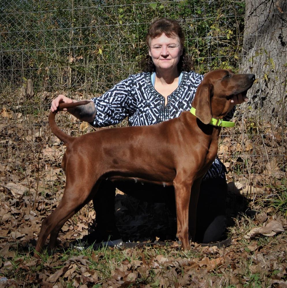 Dickson's Red Bobbie Lue | Redbone Coonhound 