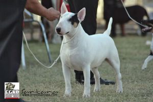 Lord Lacan Sétima Dinastia | Bull Terrier 