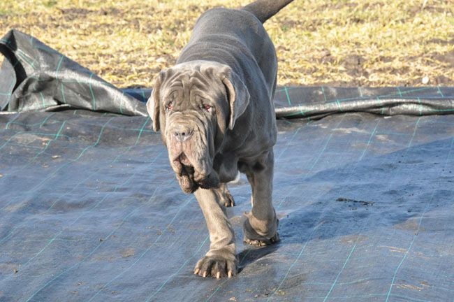 ISKRA Krzyk Uwielbienia | Neapolitan Mastiff 