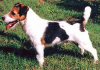 Bromley Barnaby Rudge | Jack Russell Terrier 